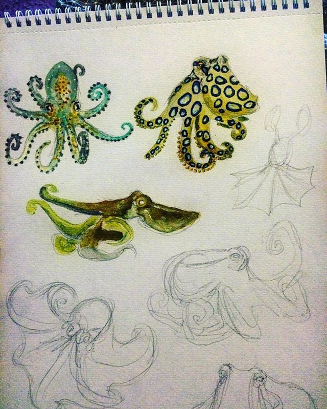 OctopusGifts's tweet photo. Im so ill at the moment 😷 slowly making my way through 14 species of Octopus. There are ma… https://t.co/W92q5VlwVn https://t.co/s0lUiVJDDy