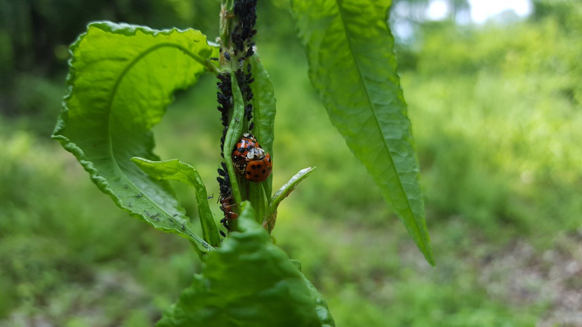 sandraviglas's tweet photo. Nowadays, harlequin #ladybird often found infected by Hesperomyces virescens in #Slovakia @dhaelewa #laboulbeniales https://t.co/jFicJuGDF4