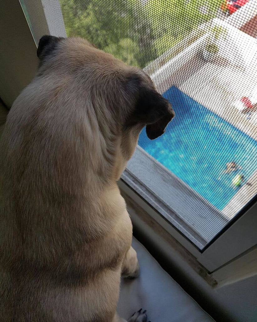 Puglee_Pug's tweet photo. Como cuando te das cuenta de que no estás listo para el verano🐳 #posdelejitos #conkilitosdemas #yaquelin #pugsofins… https://t.co/bYQFvbQjZa