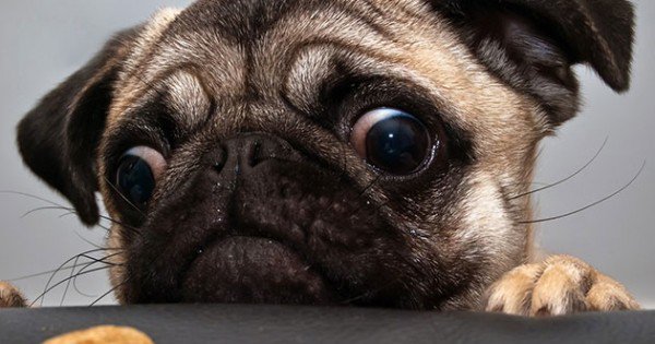 resharelist's tweet image. The Best Dog GIF Post In The History Of Dog GIFs resharelist.com/best-dog-gifs/