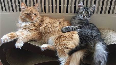 TODAYshow's tweet photo. Fit for a 'pawty'? See these felines react to ‘Music for Cats’ album: https://t.co/7xO8GZEozC https://t.co/ym3w0QhMki