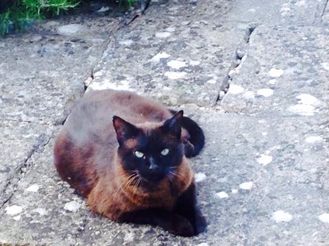 RoseFrampton's tweet photo. #reddings #cheltenham #lostcat @cheltenham @FurbabiesUk @AnimalSearchUK @Harveysarmy1 https://t.co/fgtWAVWWAx https://t.co/pzZ0QI5XNe
