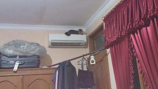 Nafisa_2003's tweet photo. Kelakuan kucing kalo lagi galau 😱 https://t.co/grL0tcXYya