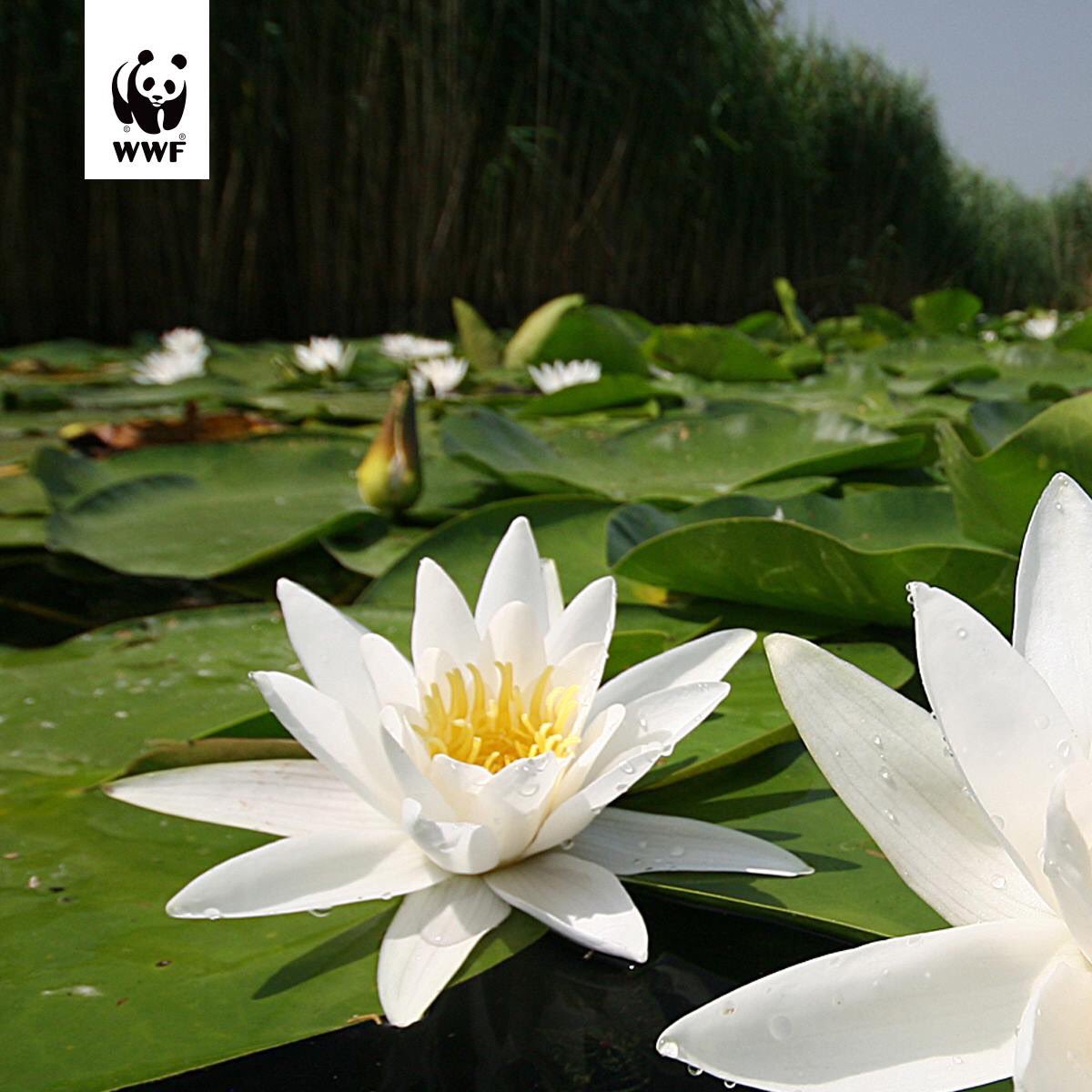 Ćao ja sam Lokvanj! Ne pripadam ovoj životinjskoj priči, ali su me prihvatili kada su čuli da imamo isti problem.