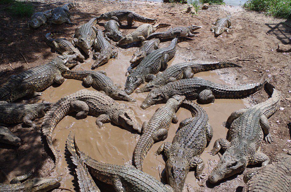 Crocodile Farm in Cuba
One of the best Destination you need to visit..
#TourVisitCuba
#TravelCubaNow
#WhenInCuba