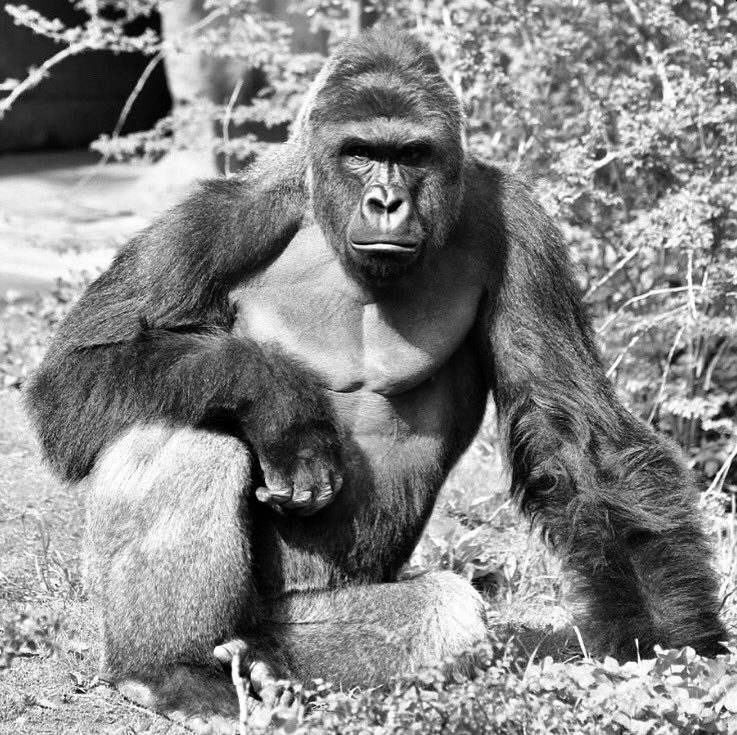 GUrillaBN's tweet photo. From Gurilla to Gorilla #ripharambe https://t.co/cInkEucGYk
