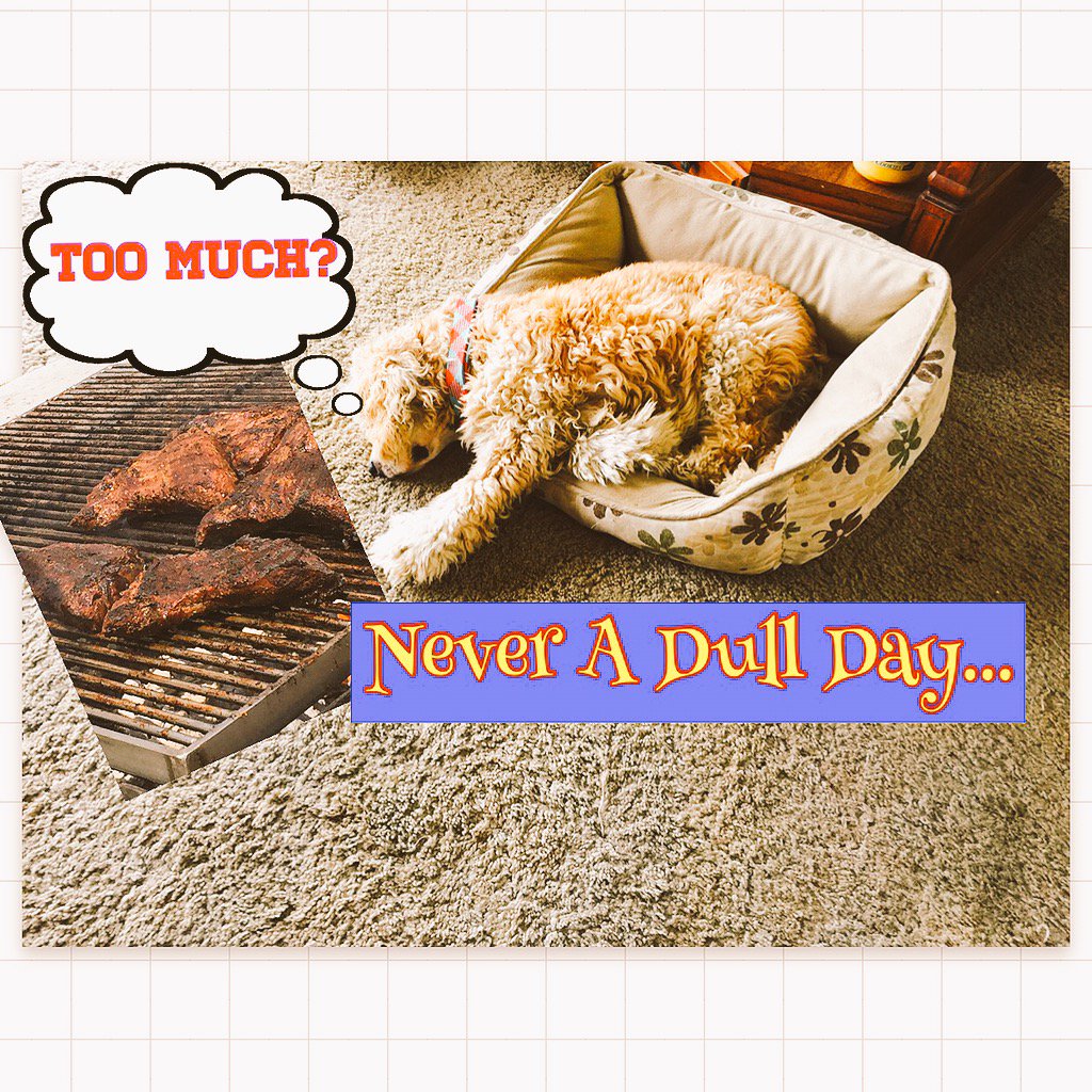 trishacts's tweet photo. #neveradullday #cockerspaniels https://t.co/sVHs678fW5