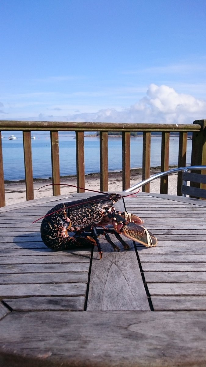 Finished my morning swim, relaxing on the decking, nice hot bath later before dinner, who fancies joining me?