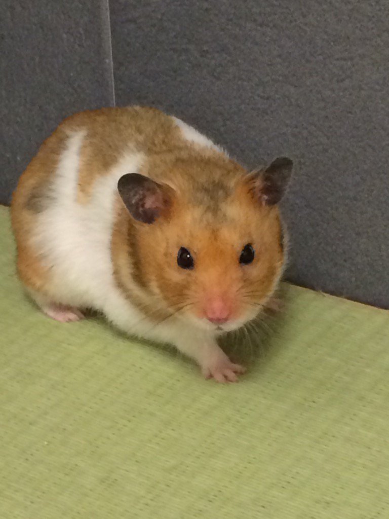 hamusuke14's tweet photo. 今晩も元気にお散歩。 https://t.co/Yu6eVeTrns