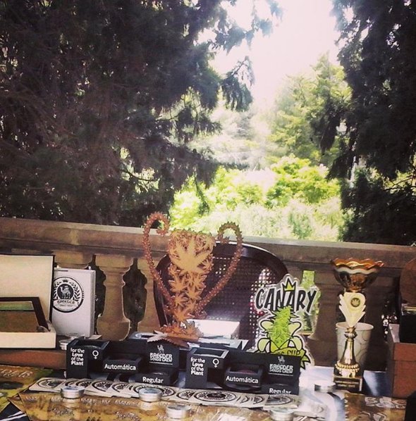 BreederSeeds's tweet photo. Breeder Seeds Crew en #biocup2016 #weed #cannabis #biocannabiscup #biocannabis #marihuana #seeds #breederseedscrew https://t.co/XpAvt4CdHD