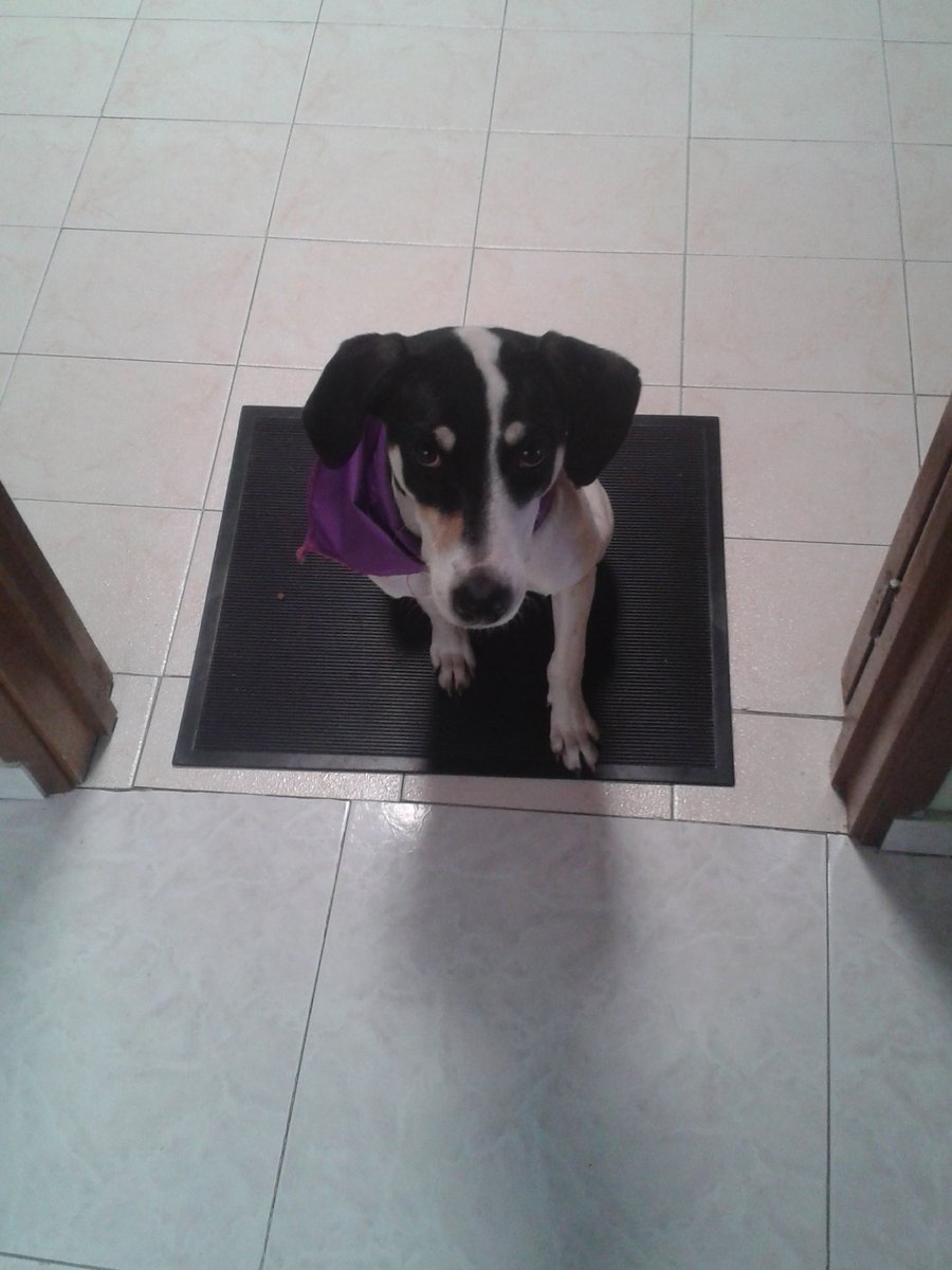 DIEGOffd's tweet image. @funda_patitasel día 24 encontré esta perrita en inmediacionesdel parquenacional necesita hogar urgente