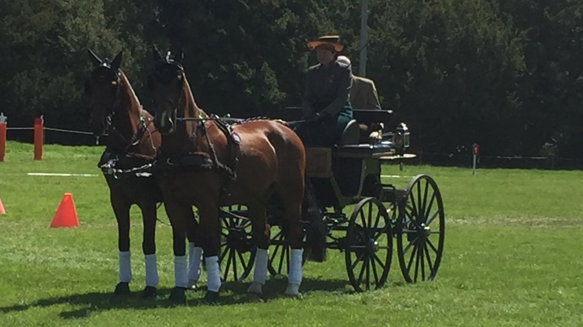 LibbyPriest's tweet photo. Our 1st international event went well. Slight senior moment in dressage, a win in the marathon n cones -2nd overall👌 https://t.co/s45Mej3gE2