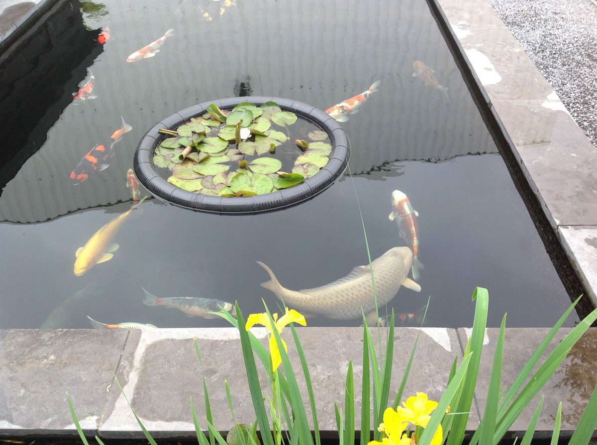 TOP_Koistore's tweet photo. Waterlelies tussen de koi met de Koilelie! https://t.co/m2Hy5WCyXm