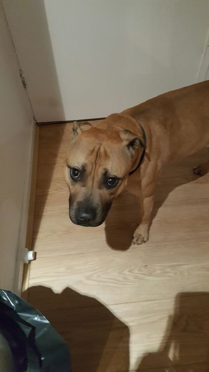 daniela_zwick's tweet photo. @PDSA_HQ we have found a lost Staffordshire Bull Terrier in Deptford last night. Please help us find his owner. https://t.co/9ZKdJRzmgA