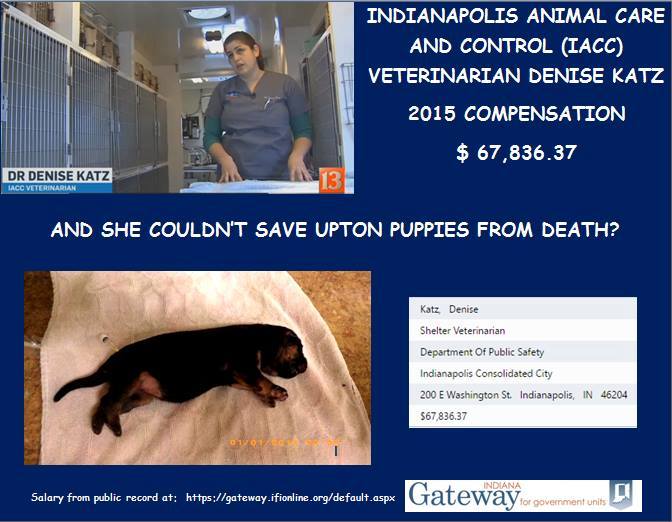 irisatsea's tweet photo. My #MondayMotivation, stop IACC from killing anymore dogs 5 puppies and 1 adult #WhyIndyWhy @GsdTreoMom @CrisNatali2 https://t.co/bfSwbStGR0