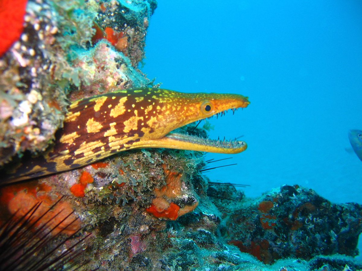 TurismeBalears's tweet photo. Coming to #Menorca for some #diving? Here are some #tips to keep in mind: https://t.co/t6nU0AmJAD #EnjoyMenorca https://t.co/BmoOToIZK3