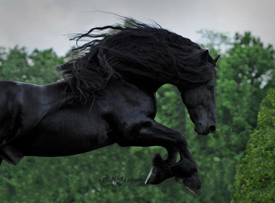 meltyDiscovery's tweet photo. #FrederikTheGreat, le cheval le plus beau du monde ? Regardez cette crinière !! 😍😍 => https://t.co/ZX2sGm5TZ7 https://t.co/GliPeYzfGJ