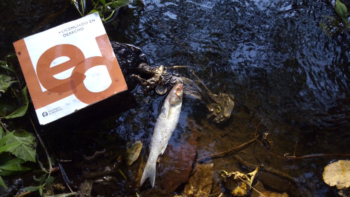 cognosislro's tweet photo. Sólo los peces MUERTOS... Siguen la CORRIENTE del río. 
(Derecho y obligación  al pensamiento crítico) https://t.co/Pv17Hbmz2r