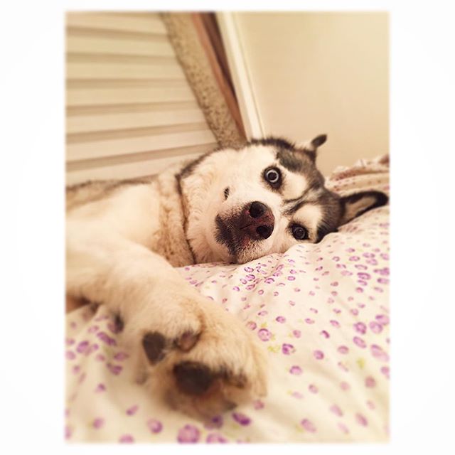 DailyHuskies's tweet photo. Credit: https://t.co/1sIayyuPd4 https://t.co/qur9gFEw47