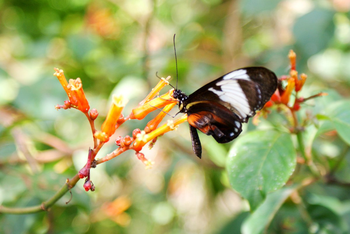 FairchildGarden tweet picture