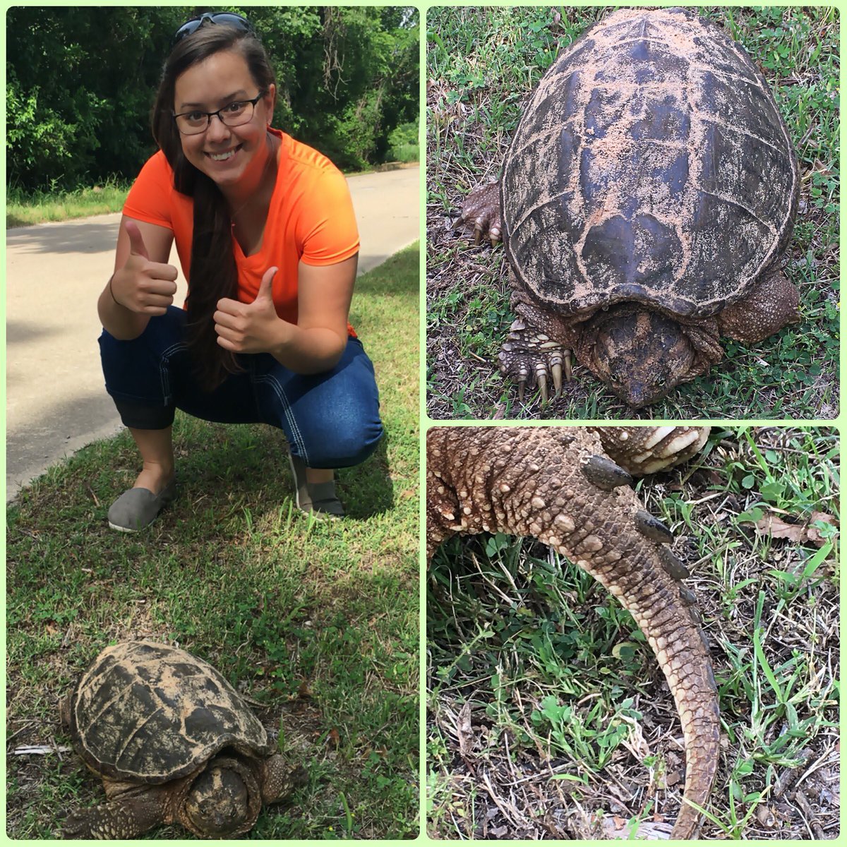 ok_huntress's tweet photo. Successfully crossed the road! #CommonSnappingTurtle #ExploringOklahoma https://t.co/ATDAF27TX7