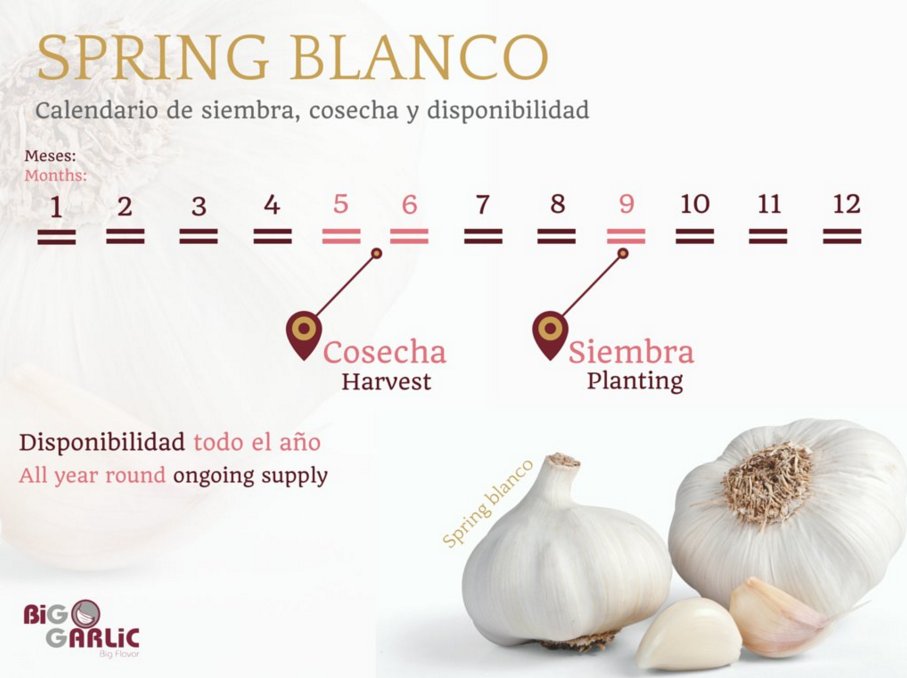 Big_Garlic's tweet photo. #FormaciónMundoAjo ¿Cuándo se realiza la siembra y cosecha del ajo #SpringBlanco? 😍 🌱 https://t.co/BmD4RgTDNx