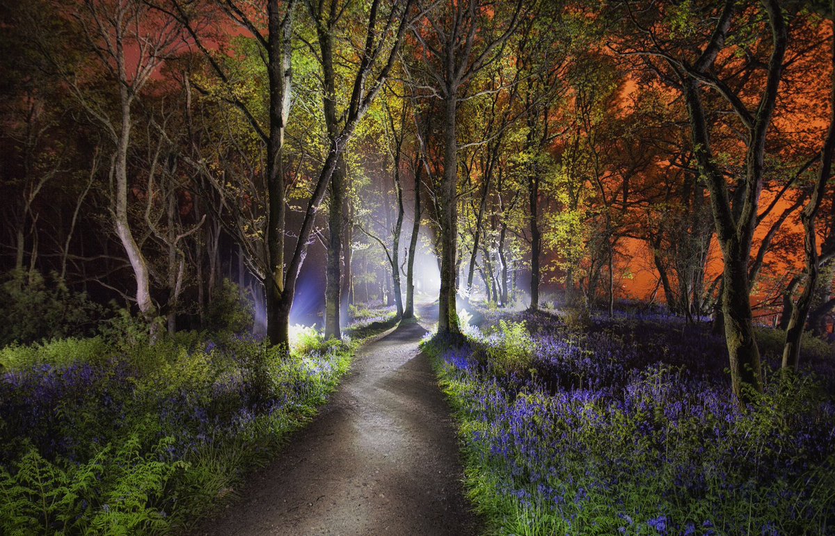 Scottish Bluebell Forest

#bluebells #forest #blairgowrie #lightpainting