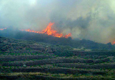 WineNewsIt's tweet photo. #Pantelleria: oltre 600 ettari di verde distrutti dalla catastrofe, colpiti anche i #vigneti  soprattutto a #Barone https://t.co/e4BS59mDKq