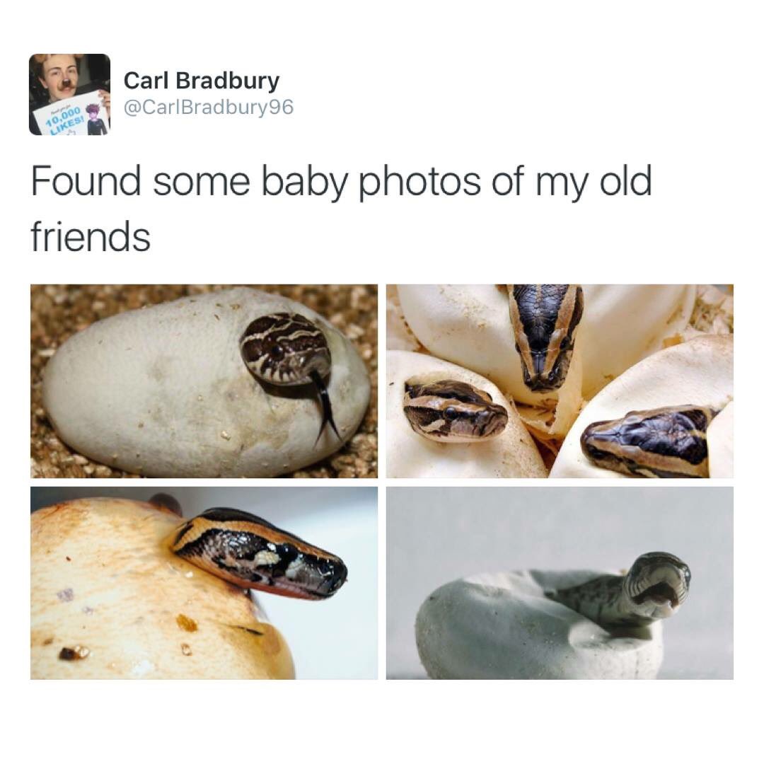 meggymoo___'s tweet photo. 😂😂😂😂🐍🐍🐍🐍🐍😂😂😂😂 https://t.co/kOoa3mfSFb