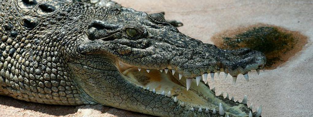 meltyDiscovery's tweet photo. #Australie, une femme attrapée par un #crocodile pendant une baignade nocturne => https://t.co/0nlRLvCNGx https://t.co/UCS0mIyiZl