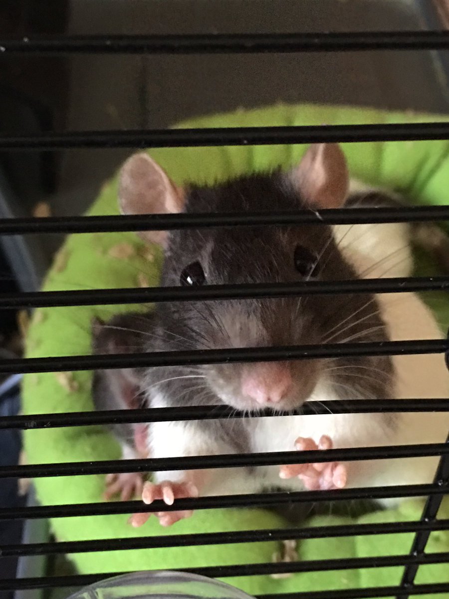 tatumkristine's tweet image. 😍🐀