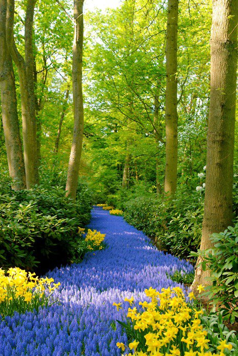 Beautiful2visit's tweet photo. Blue Path – Keukenhof Gardens, Netherlands https://t.co/XrCjYTZBxf