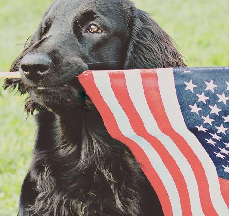 Hunts4Chocolate's tweet photo. RT: Here is today's #birddogoftheday https://t.co/VjNQM2dYOV