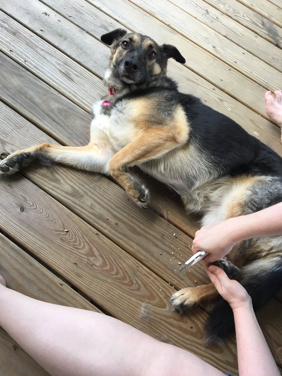 NeuroticCanine's tweet photo. Nail trimming is the horrible part!!! https://t.co/K1x5jQCUcO