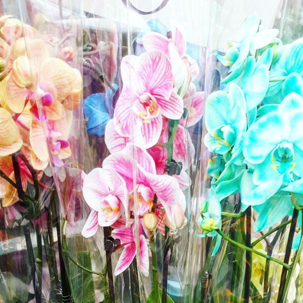 Fii__fii's tweet photo. Orchids r pretty .
.
.
#flowergram #lbloggers #thatsdarling #tnchustler #picoftheday #instaday #instadaily #dailygr… https://t.co/QzDONWp1SM