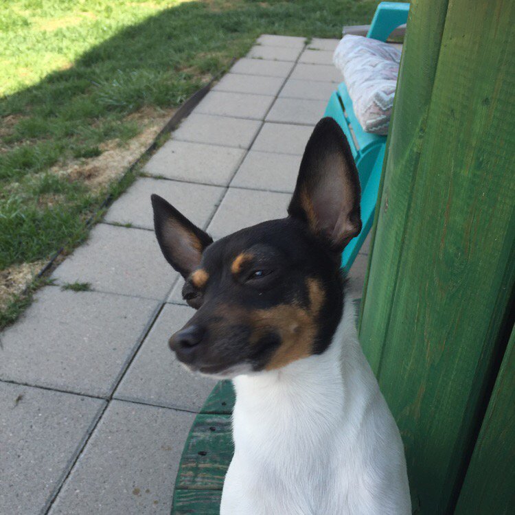 Jackson loves his lavender  — Does your furry friend hate to see you go? Lavender essenti... eepurl.com/b3KQdn