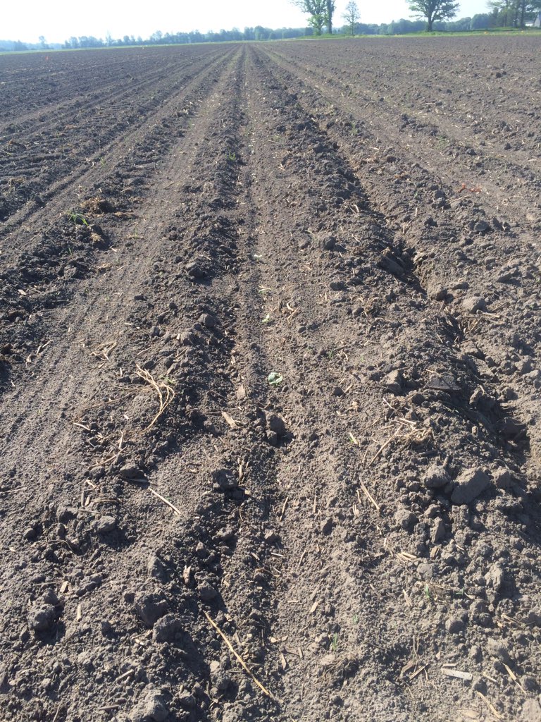 First row of cukes up!  #needrain #plant16