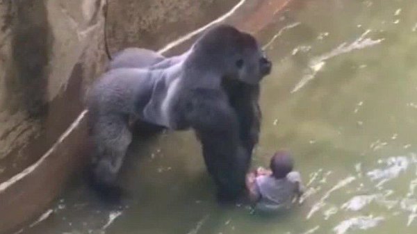 VIDEO YOUTUBE: Gorilla ucciso allo zoo per salvare un bambino caduto nel suo recinto