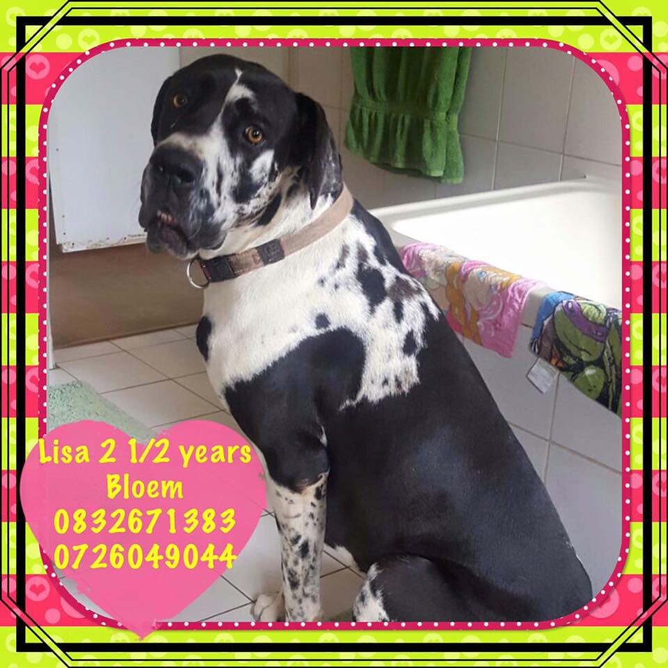 Great Dane Rescue South Africa (@greatdanerescza) on Twitter photo 