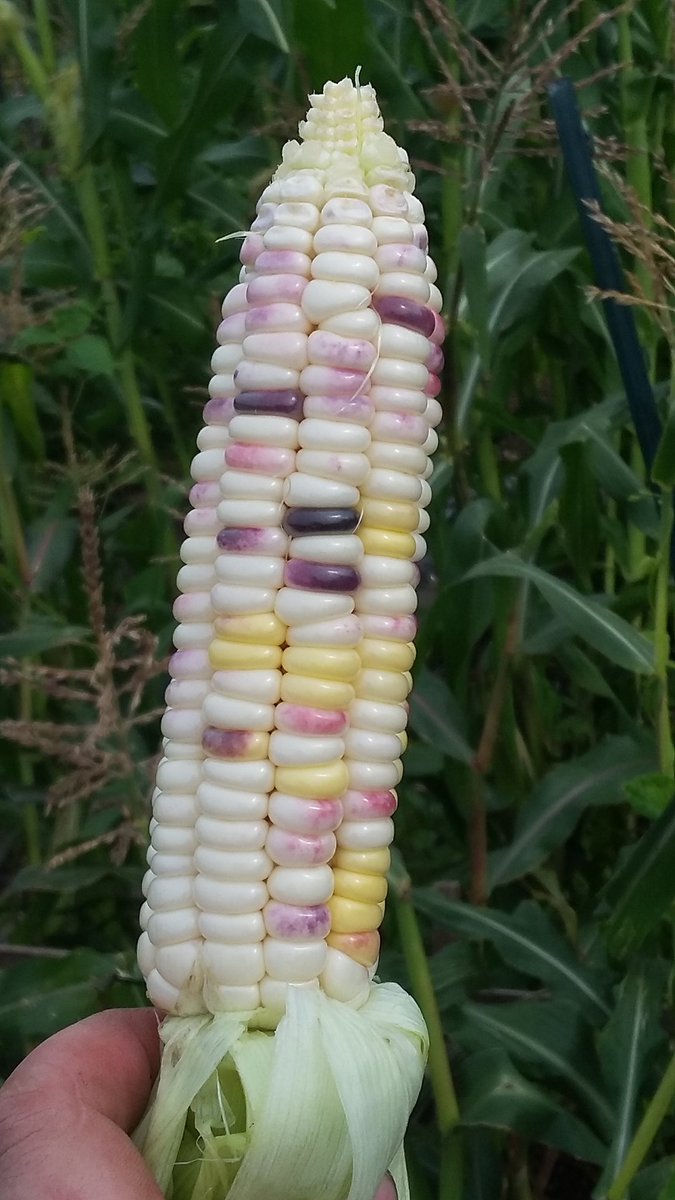 Ssqueak13's tweet photo. @rareseeds the colorful #sweetcorn is in!! So happy with it!! #watchmycornpopupinrows #urbanag #communitygarden https://t.co/RoWax9ml6f