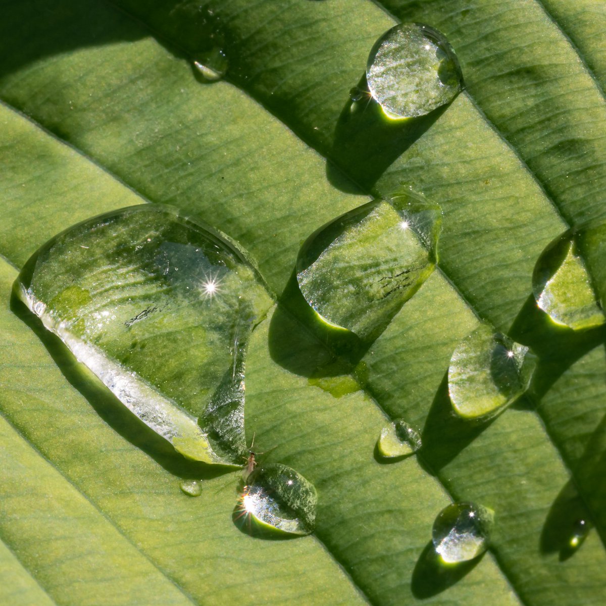 rocket2722's tweet image. Tension
Water droplets on a hosta leaf...  bit.ly/1sHjOe1
#squareframes #squared