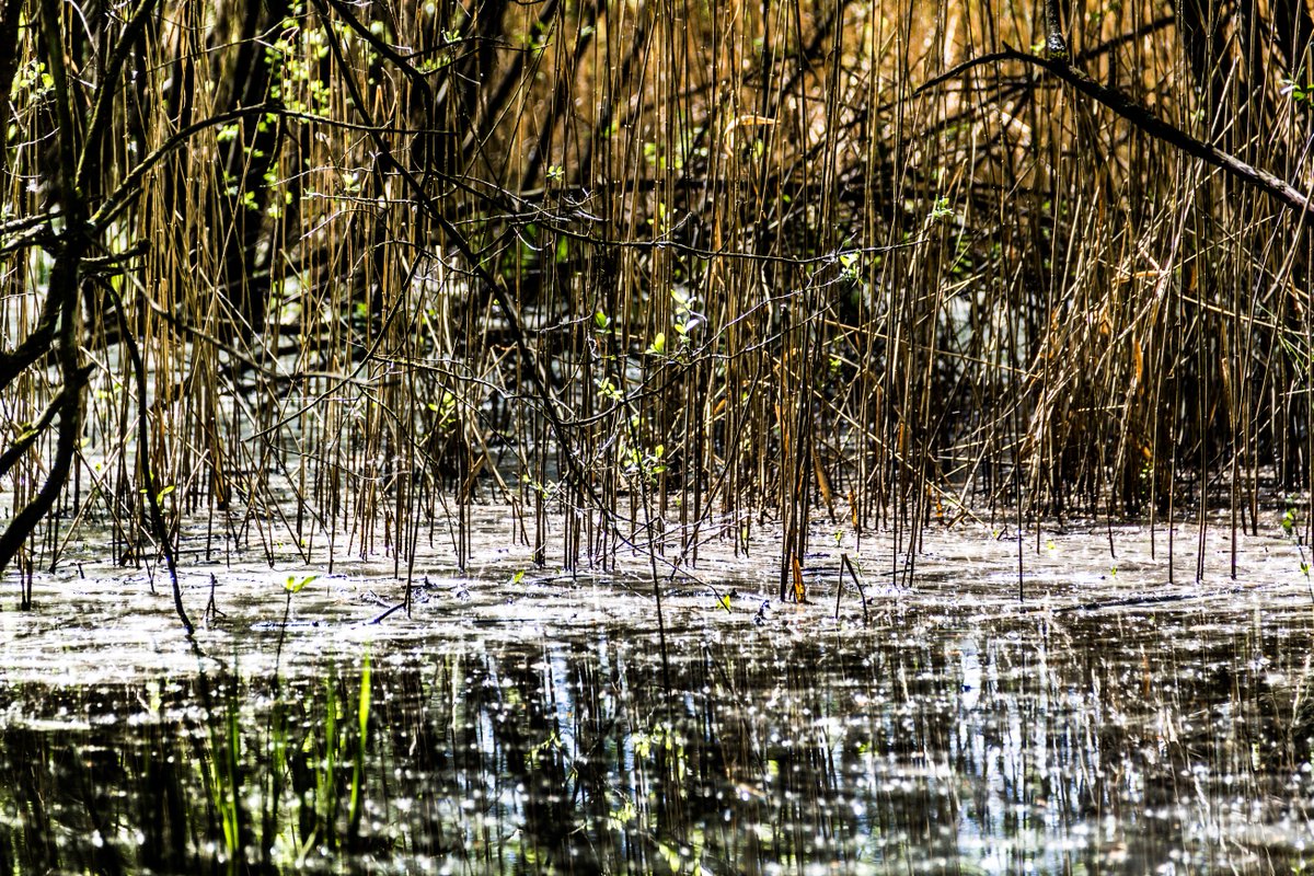 GoossensNina's tweet photo. Voorjaarskiekje: schittering &amp; reflectie #bolcomfotowedstrijd2016 https://t.co/sehUBgFGF2