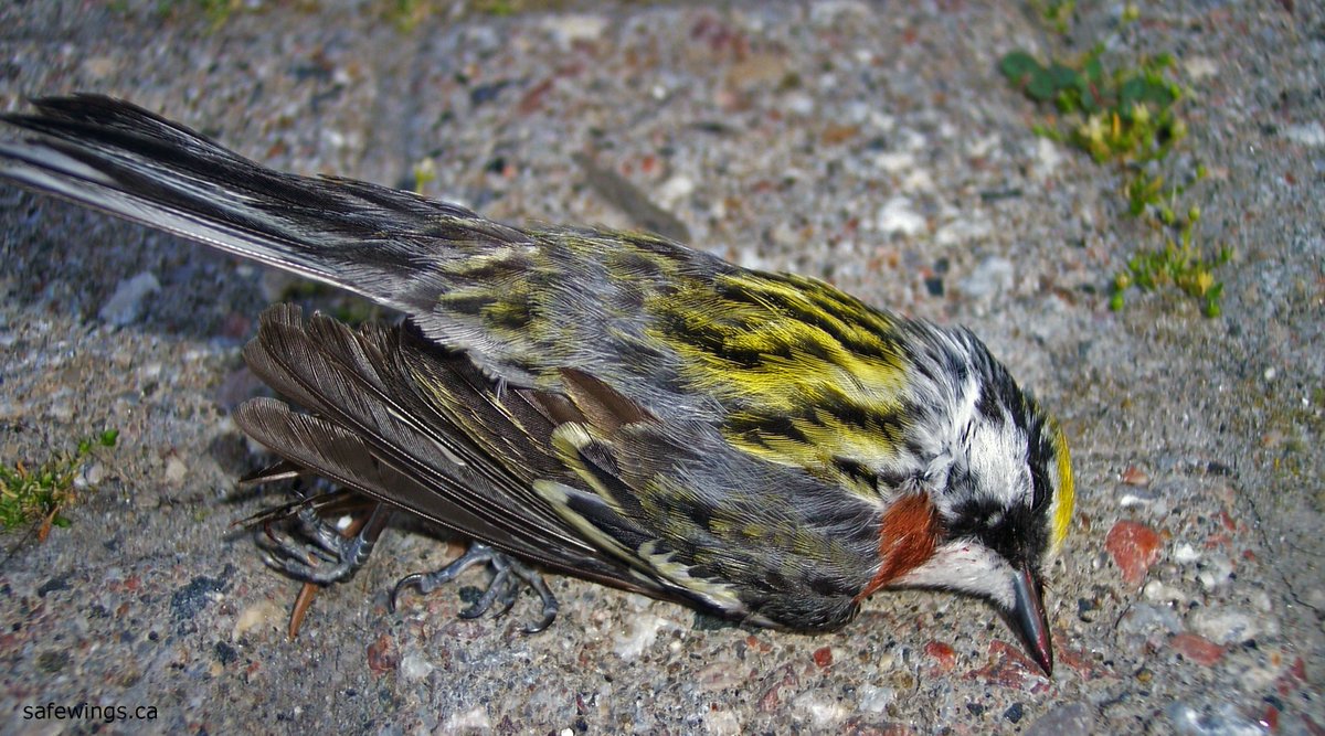 SafeWingsOtt's tweet image. Migratory birds are moving through #Ottawa! #WindowStrike birds wanted dead or alive: 613-216-8999