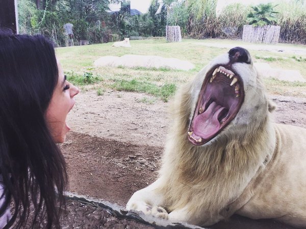 saw a lil lion today 🦁