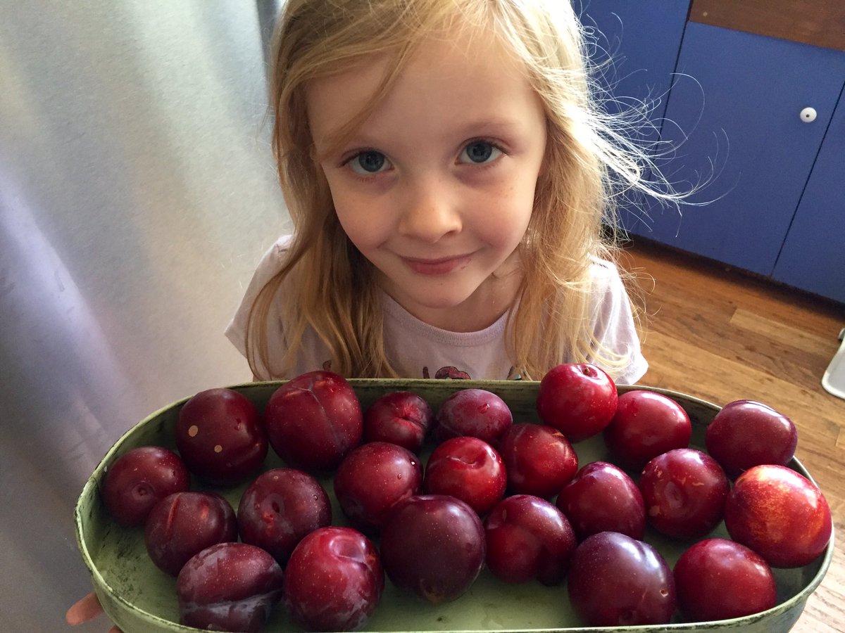 LPFarmstead's tweet photo. Fresh #plums right off the tree. Sweet and delicious. #LonePalmFruit https://t.co/dIMeUk0qMk
