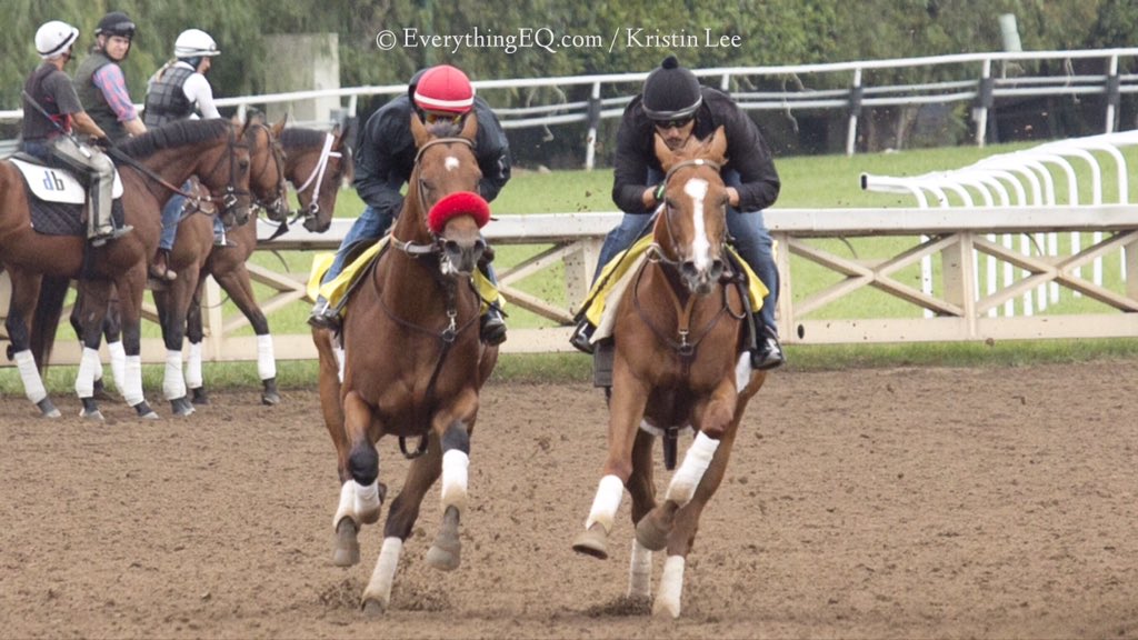 EverythingEqLLC's tweet photo. SPOTTED: Full sister to California Chrome, R Sunday Surprise working in company this AM w/ Jonny Garcia up! 🏇👀 https://t.co/MXcpX0EklT