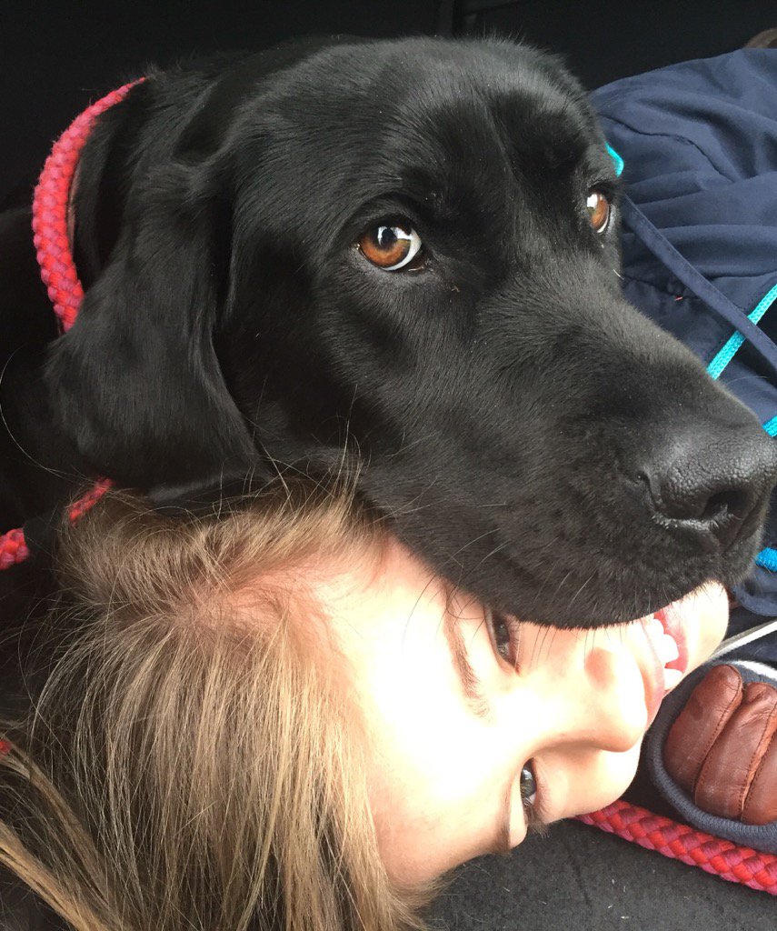 simoneyles1's tweet photo. Happiness is when your Black Labrador uses your head as a pillow #labrador #rhubarb #kinddog https://t.co/CanD5IbPRK