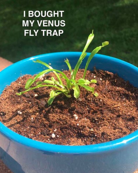 Edtheflytrap's tweet image. 