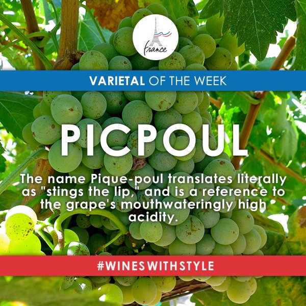 Picpoul is an old white grape from southern #France, specifically from Languedoc-Roussillon. #wine #winelover