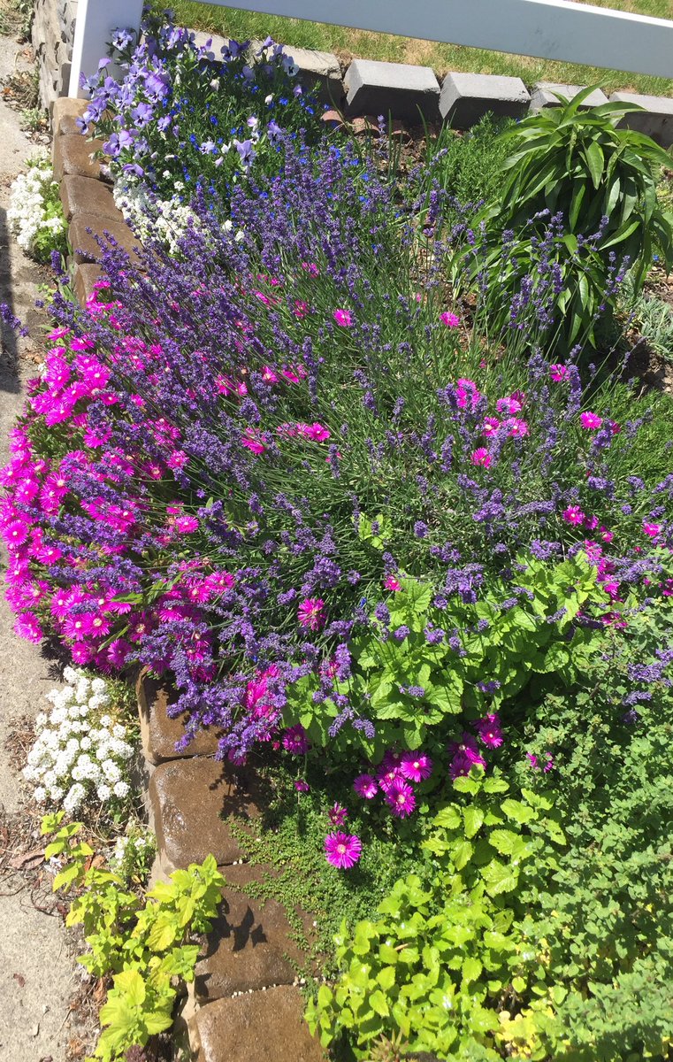 td_port's tweet photo. A smorgasbord for the bees. #SaveThePolinators 👍 https://t.co/TdboRsA7yF